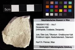 Foto (Objket + Etiketten) von Decapoda indet. 